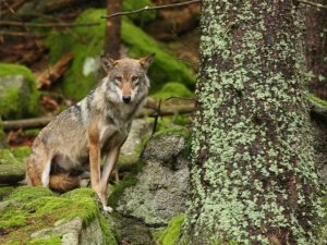 loup fr